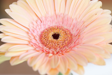Beautiful close up gerbera flower for background 