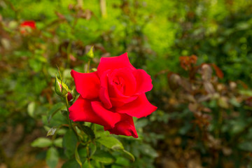 Blooming red Mon Cheri rose in the garden.