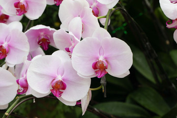 Fototapeta na wymiar Beautiful orchid - Phalaenopsis