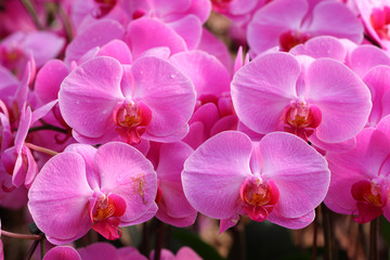 Naklejka na ściany i meble Beautiful orchid - Phalaenopsis