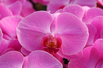 Beautiful orchid - Phalaenopsis