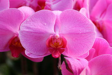 Obraz na płótnie Canvas Beautiful orchid - Phalaenopsis
