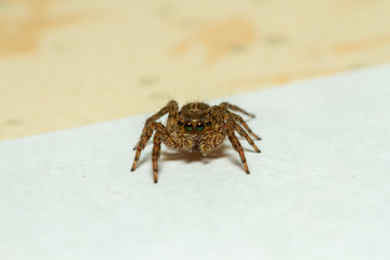 A common household jumping spider. A macro shot with high magnification.