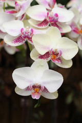Naklejka na ściany i meble Beautiful orchid - Phalaenopsis