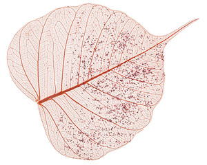 Single skeleton leaf isolated on white background