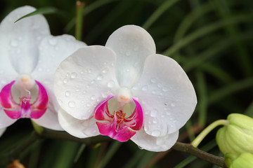 Obraz na płótnie Canvas Beautiful white orchid - Phalaenopsis