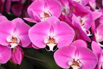 Fototapeta na wymiar Beautiful pink orchid - Phalaenopsis