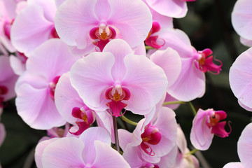 Naklejka na ściany i meble Beautiful pink orchid - Phalaenopsis