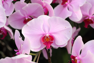 Beautiful pink orchid - Phalaenopsis