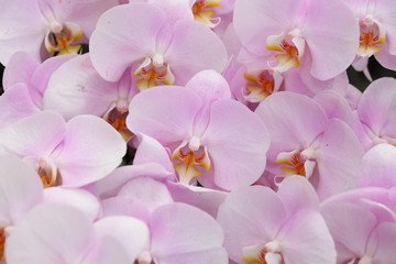 Beautiful pink orchid - Phalaenopsis