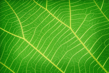 Texture of green leaf abstract background