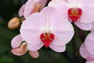 Fototapeta na wymiar Beautiful pink orchid - Phalaenopsis