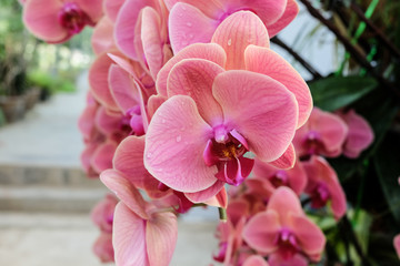 Beautiful pink orchid - Phalaenopsis
