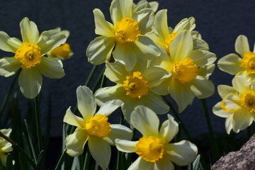 黄色い、水仙の花