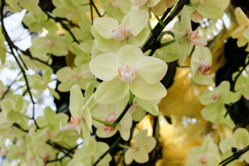 Beautiful pink orchid - Phalaenopsis