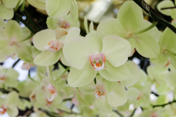 Fototapeta premium Beautiful pink orchid - Phalaenopsis