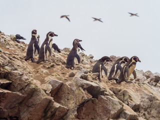 Humboldt penguins walking in line over the brown rocks © felipe