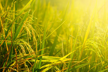 Jasmine rice, complete with single storage, golden yellow color, bath tub