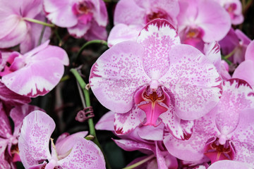 Fototapeta na wymiar Beautiful pink orchid - Phalaenopsis