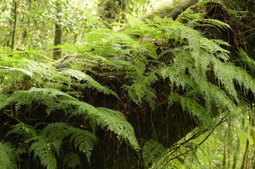 Naklejka na ściany i meble green fern and moss cover on tree branch in forest