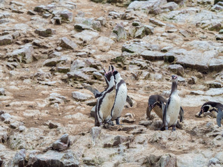 Fototapeta premium Humboldt penguins looking up and flapping wings