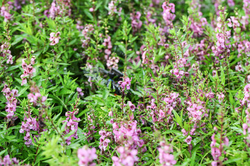 Willowleaf Angelon flowers field,many beautiful purple flowers blooming in the countryside in spring  