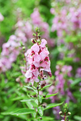 Willowleaf Angelon flowers field,many beautiful purple flowers blooming in the countryside in spring  