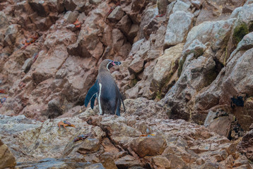 Humboldt penguin walks up the rocks many orange crabs on the rocks next to him