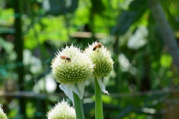 ネギ坊主とミツバチ