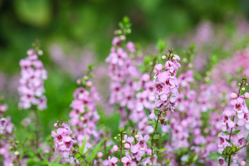 Fototapeta na wymiar Willowleaf Angelon flowers field,many beautiful purple flowers blooming in the countryside in spring 