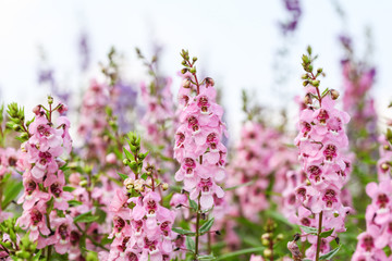 Willowleaf Angelon flowers field,many beautiful purple flowers blooming in the countryside in spring  