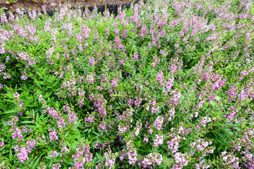 Obraz premium Willowleaf Angelon flowers field,many beautiful purple flowers blooming in the countryside in spring 