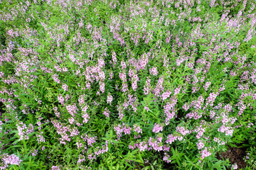 Willowleaf Angelon flowers field,many beautiful purple flowers blooming in the countryside in spring  