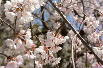 満開の、しだれ桜