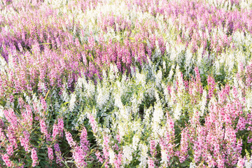 Willowleaf Angelon flowers field,many beautiful purple flowers blooming in the countryside in spring