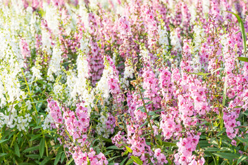 Fototapeta premium Willowleaf Angelon flowers field,many beautiful purple flowers blooming in the countryside in spring