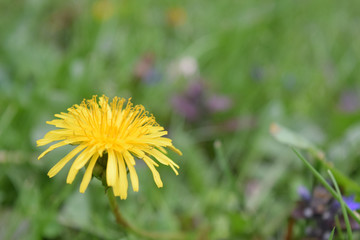 Yellow Dandelion in the Grass