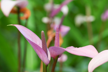 Anthurium flower in botanic garden (anthurium andraeanum, araceae orarum)