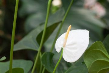 Anthurium flower in botanic garden (anthurium andraeanum, araceae orarum)