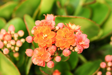 Fototapeta na wymiar Fresh Calandiva flowers