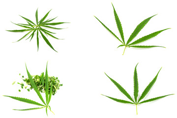 Green marijuana leaves is herbs for cancer treatment isolated over white background