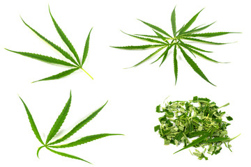 Green marijuana leaves is herbs for cancer treatment isolated over white background