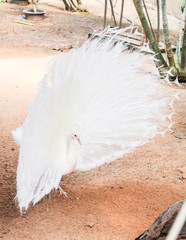 White peacock with beautiful tail