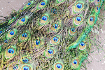 Obraz premium Beautiful peacock tail