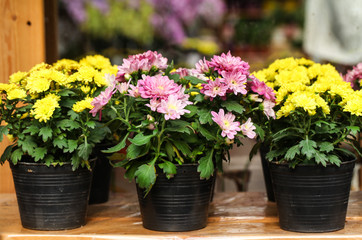 Chrysanthemum in flowerpot