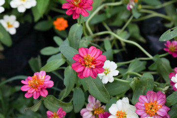 Zinnia elegans flower in the field.