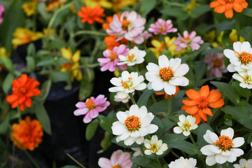 Obraz premium Zinnia elegans flower in the field.