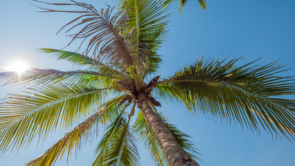 Fototapeta na wymiar palm tree on blue