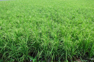 Fototapeta premium Green organic jasmine rice field