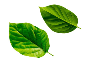 Leaves in the garden on white background. Debris after being eaten by worms. The furrows on the...
